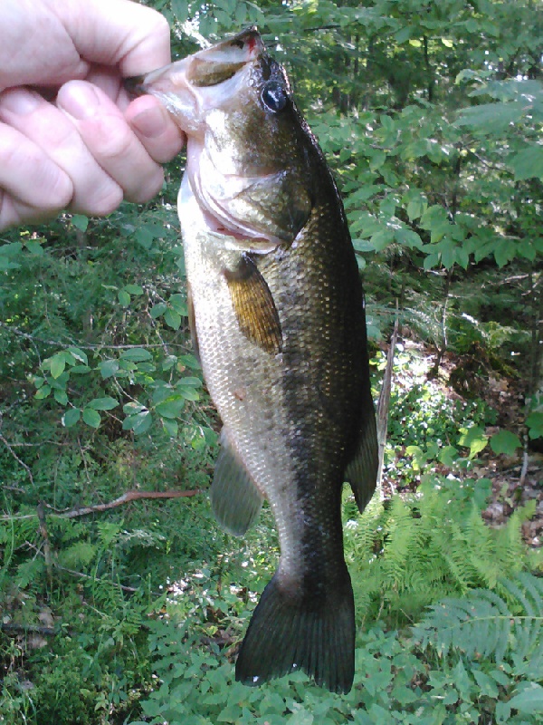 a few places around the pond