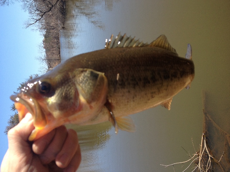 First bass 2013