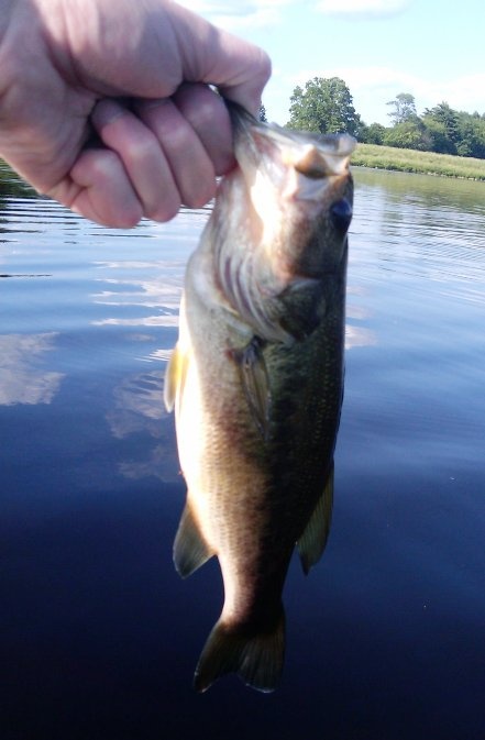 bass