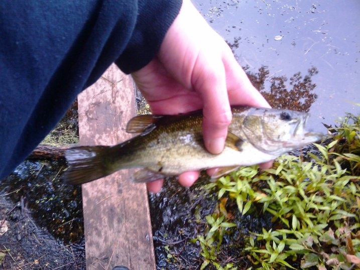 baby largemouth