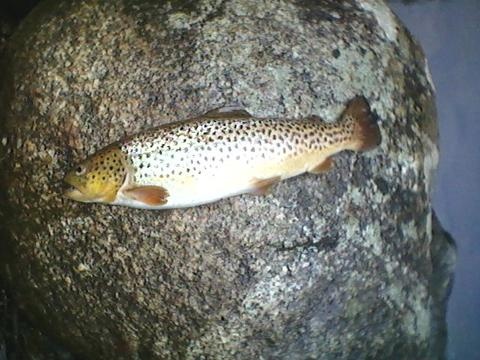 brown trout