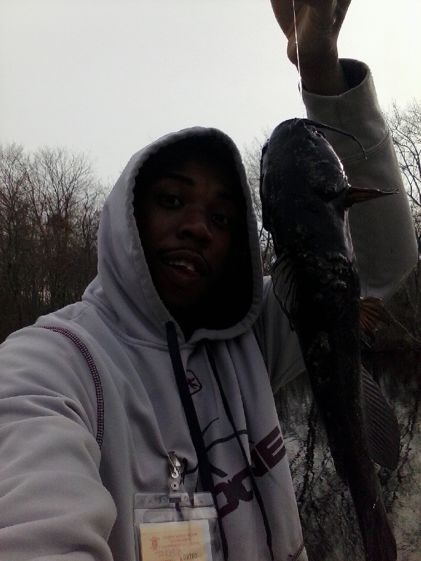 black bullhead 